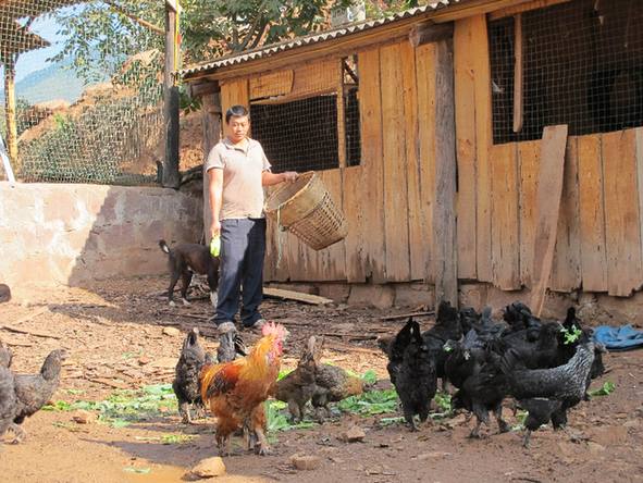 景东无量山乌骨鸡变身致富“金凤凰”