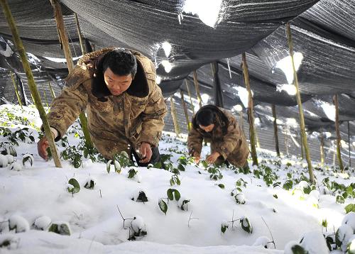 1217գʡϽҩȵĹԱȴֲߡ