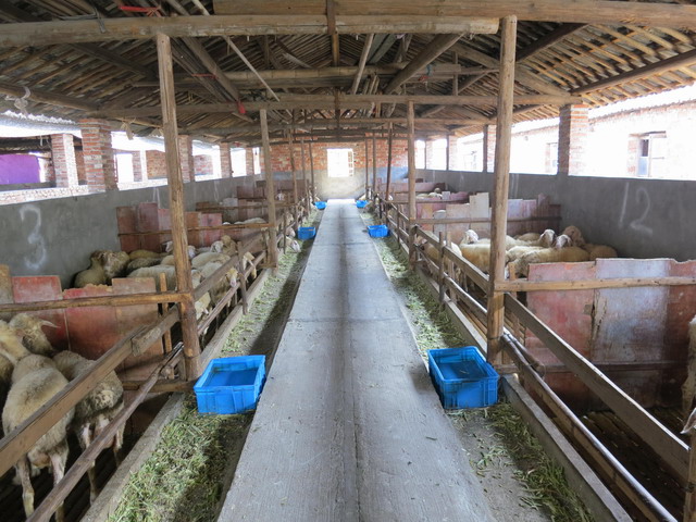 近几年,大田桃源镇及周边永安市青水、槐南等乡镇,种植甜玉米约1.25万亩,玉米秸秆产量达1562万公斤,为发展草食家畜提供了得天独厚、价值低廉的原材料。为充分利用玉米秸秆原料资源,大田县在桃源镇掀起湖羊养殖热潮。