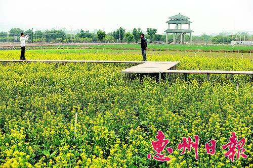 广东惠州市萧索冬季里田野绿意浓