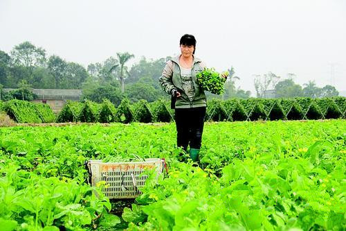 ¹ã¶«»ÝÖÝ»ÝÑôº×ɽ´å²ËÅ©±§ÍÅÂô²Ë