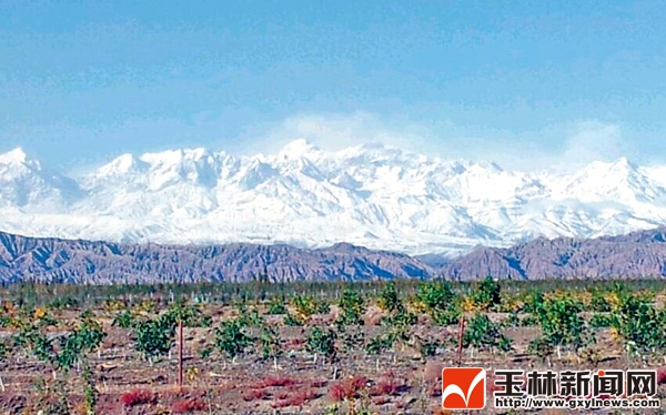 洁白雪山映照下的果园。