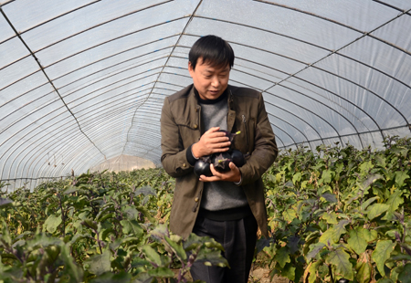 大棚茄子果实累累