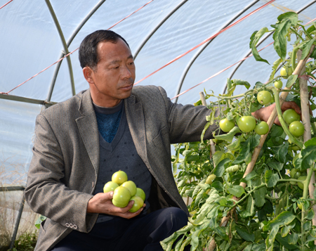图为张显雨正在大棚内采摘西红柿。