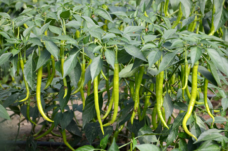 大棚内辣椒结得正欢