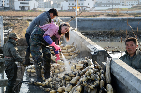 湖北十堰:专业“挖藕队”现身麻家渡