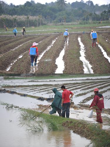 低温暴雨天气导致海南25.3万亩农田受灾