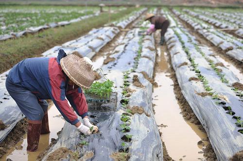 12月18日,海南省琼海市嘉积镇的农民在田间补种辣椒。
