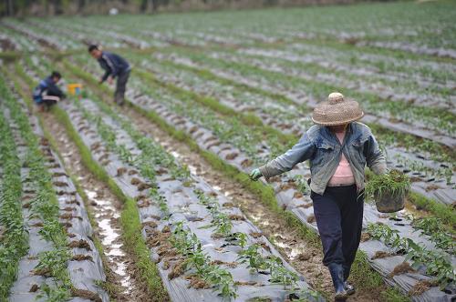 12月18日,海南省琼海市嘉积镇的农民在田间补种辣椒。