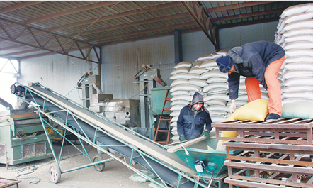 黑龙江齐齐哈尔市依安县合作社共建促创收