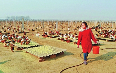 河南焦作市民办家庭农场种绿色无公害农作物