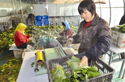 天津滨海新区李官庄设施农业基地与超市直销对接