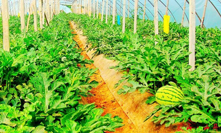 ɽɽ磺չϲҵ ٽũ¸