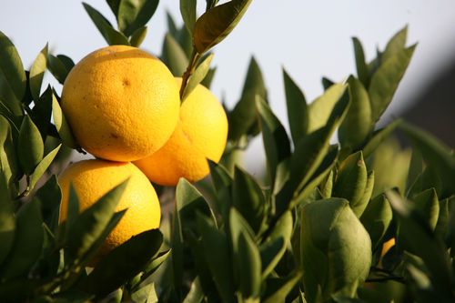 浙江常山农民致富的“金果子”