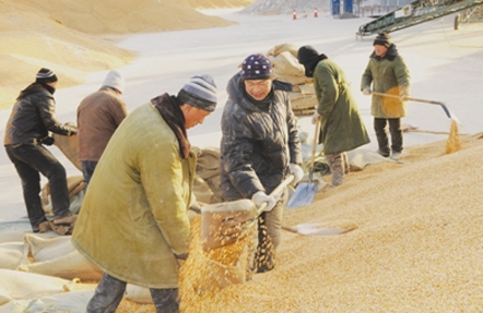 黑龙江日升昌农产品加工有限公司加大玉米收购