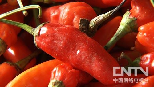 广西壮南宁:辣椒妹的火辣财富(致富经)(图:3)