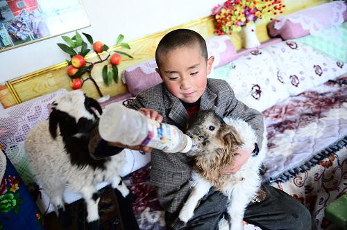 12月24日,青海省海北藏族自治州刚察县沙柳河镇新海村的藏族男孩多杰扎西在家中给小羊羔喂奶。