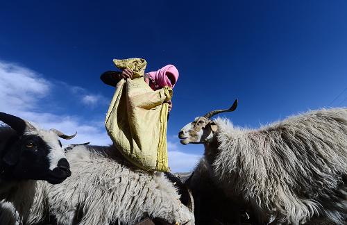 12月24日,青海省海北藏族自治州刚察县沙柳河镇新海村村民拉毛措在给羊群添饲料。