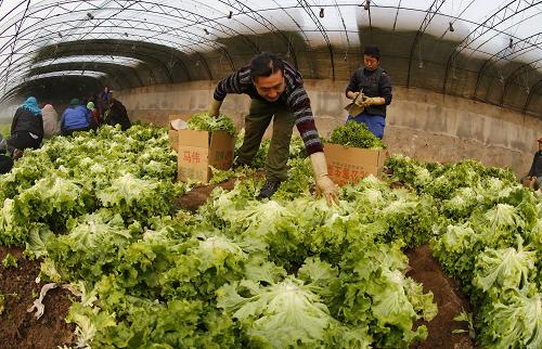 河北秦皇岛:专业合作社助推山海关蔬菜走向国外