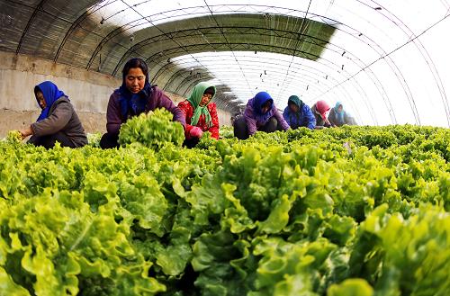 12月25日,忠伟蔬菜专业合作社的成员在收割蔬菜。