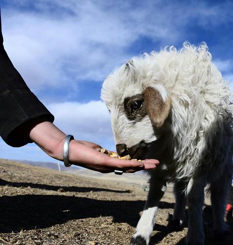 12月24日,青海省海北藏族自治州刚察县沙柳河镇新海村的一名藏族牧民在喂羊羔。