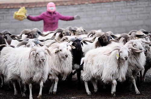 12月25日,青海省海北藏族自治州刚察县哈尔盖镇查拉村的一名藏族妇女在驱赶自家羊群。