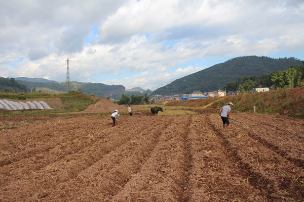 云南西盟县勐梭镇冬马铃薯示范基地建设有序推进