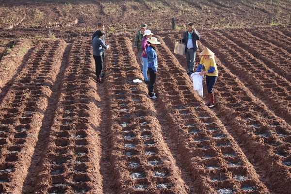 云南西盟县勐梭镇冬马铃薯示范基地建设有序推进2