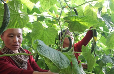 黑龙江林口县科技下乡促农增收