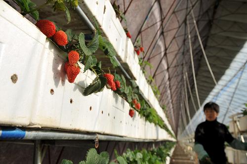 1230գںӱʡɽ؂D.P.Oũׯֲǰջݮ