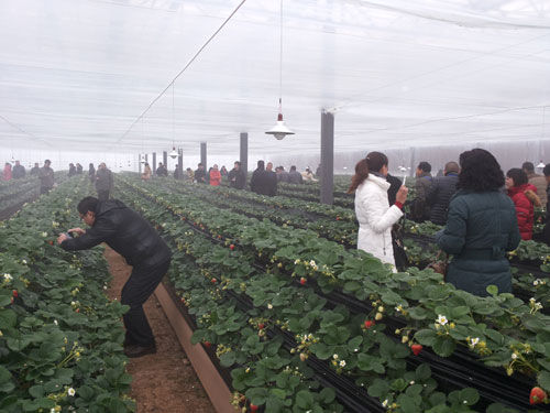 �������ϲ�ݮ�Ļ��� �����µ������ʹ�