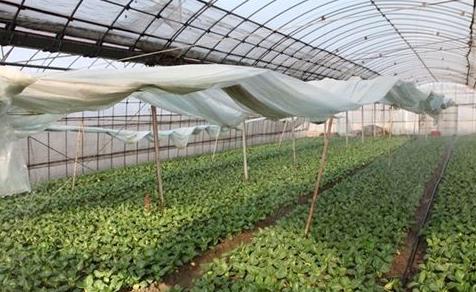 上海嘉定工业区积极做好蔬菜防冻工作