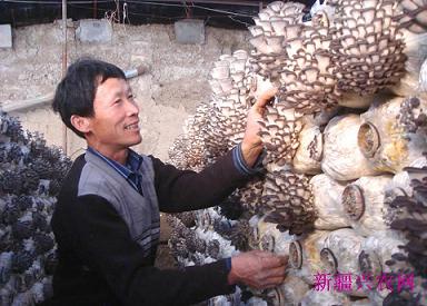 新疆裕民县:大棚育菇促增收