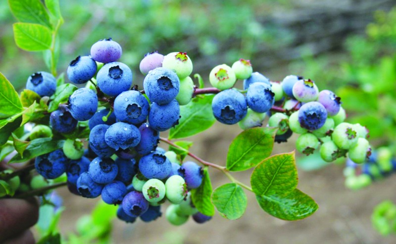 山东淄博市:资本进山壮大生态农业