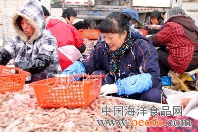 浙江台州玉环新年第一潮海虾大丰收