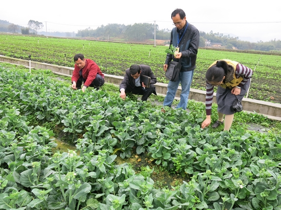 ¹ãÎ÷ÃÉÉ½ÏØ2013ÄêÅ©²úÆ·ÖÊÁ¿°²È«¼à¹Ü³ÉЧÏÔÖø