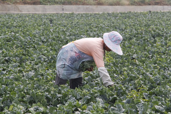 广西钟山超额完成2013年秋冬种计划