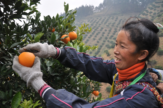 贵州榕江采摘脐橙忙