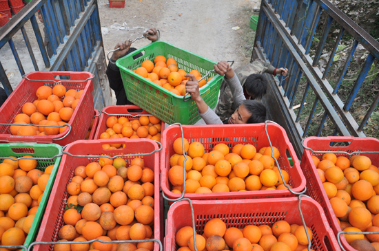 1月5日,贵州省榕江县万亩林场西门坡工区脐橙基地,工人正在将脐橙装车外运。