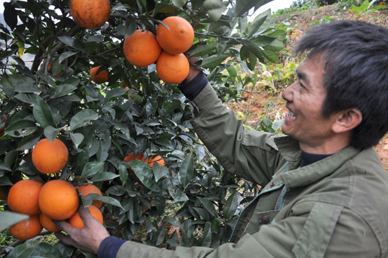 1月5日,贵州省榕江县万亩林场西门坡工区脐橙基地,基地管理工人王行看着成熟的脐橙,笑容满面。