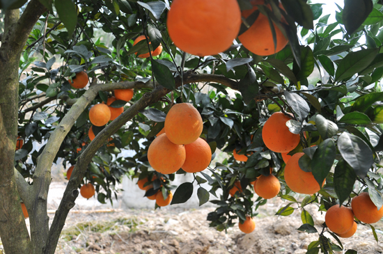 1月5日,贵州省榕江县万亩林场西门坡工区脐橙基地,脐橙压弯枝头。