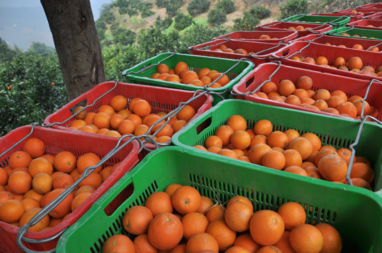 1月5日,贵州省榕江县万亩林场西门坡工区脐橙基地公路旁,等待装车外运的脐橙。