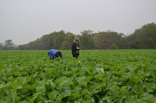 湖南道县“油-稻-稻”直播油菜长势好