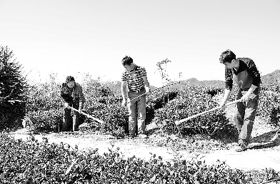 福建大田谢洋:修建现代茶园超千亩