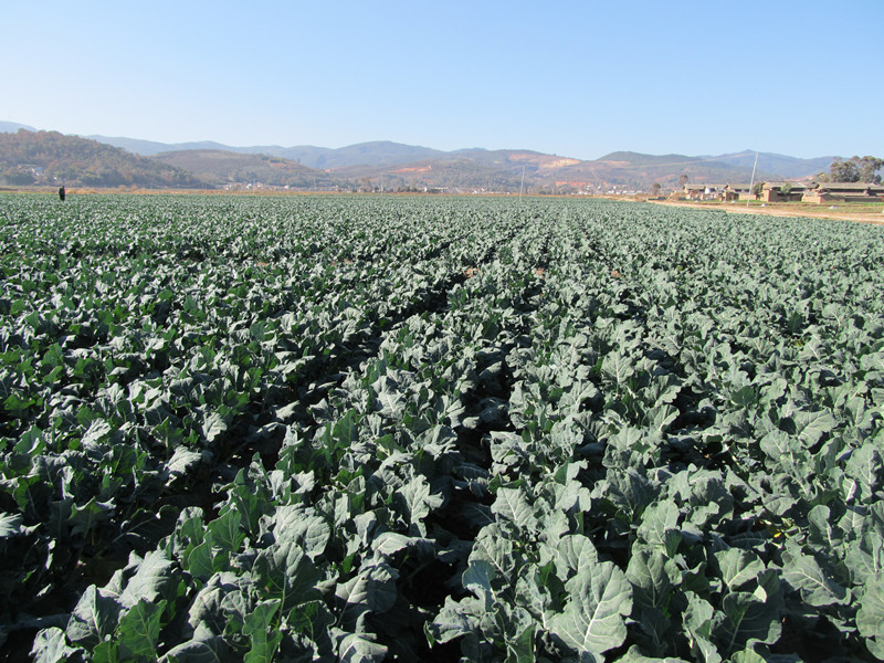 Ĳؾվ600Ķ̺߲˸߲ʾԲ