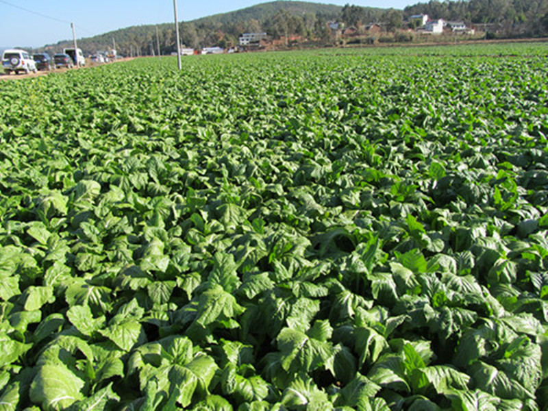 Ĳؾվ600Ķ̺߲˸߲ʾԲ2