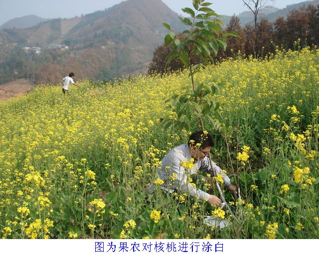 广西天峨果农利用冬闲抓好核桃管护工作