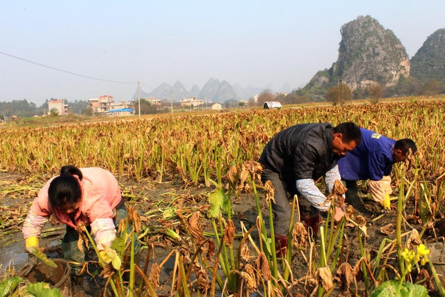 ��������ũ����ֲ�Ĺ�Ч���