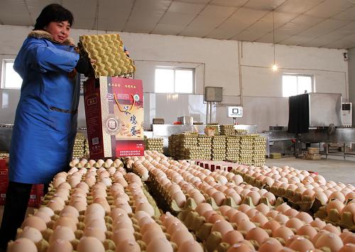 河北深州:养殖专业合作社兴业富民