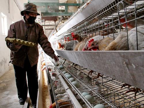 1月8日,河北深州市星火畜禽专业合作社的社员在标准化养殖区内捡拾鸡蛋,该合作社是全国农民专业合作社示范社,共有会员3000多名,养殖总规模达1200万只,年销售额1.5亿元。